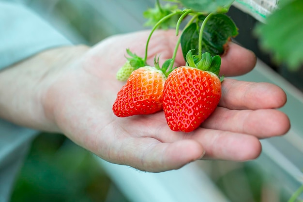 Foto fresas cultivadas en invernadero bayas grandes tecnología moderna
