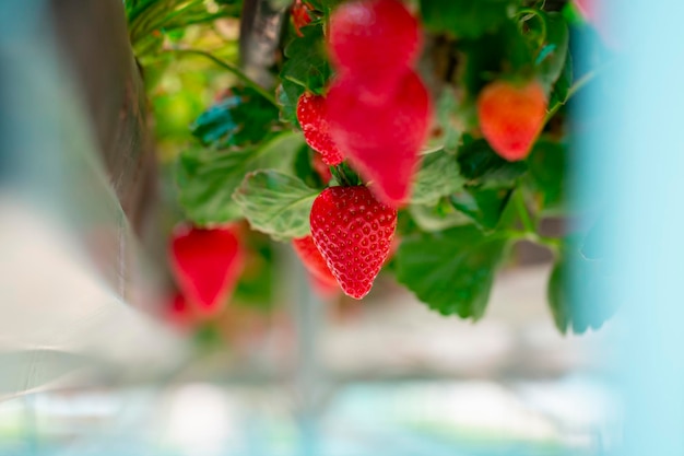 Foto fresas cultivadas en invernadero bayas grandes tecnología moderna