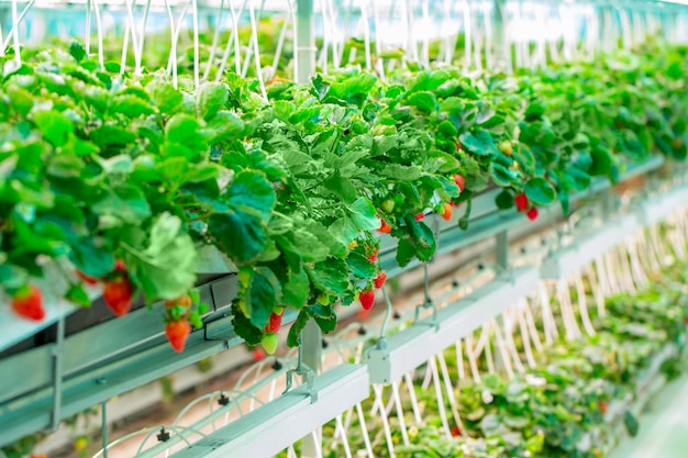 Foto fresas cultivadas en invernadero bayas grandes tecnología moderna