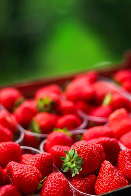 Fresas envasadas en caja dulce madura perfecta cosecha de fresas huerta orgánica y agricultura