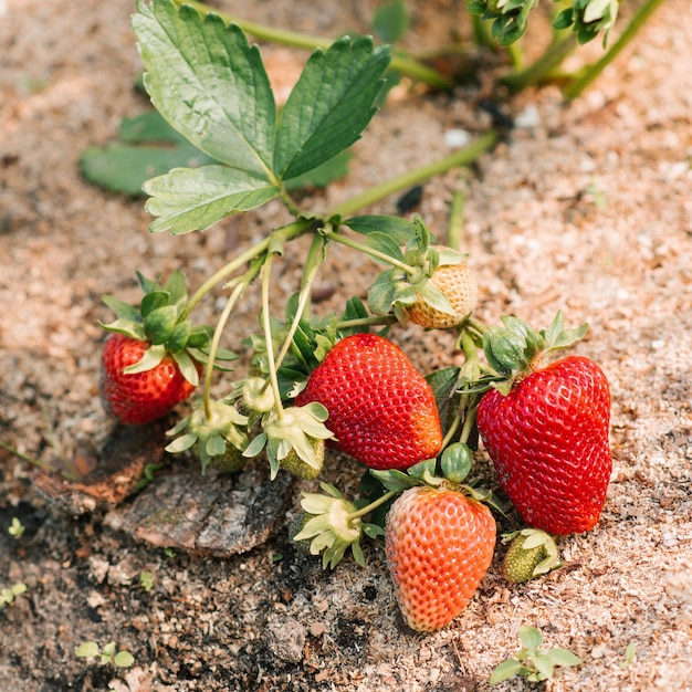 Las fresas están creciendo en el jardín