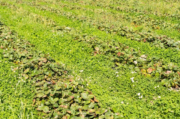 fresas en filas en el campo