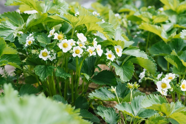 Fresas con flores de primavera hermosa en el jardín