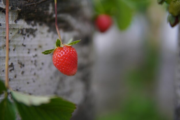 Foto fresas de fresa con fondo borroso