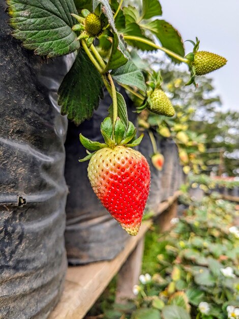 Foto fresas y fresas