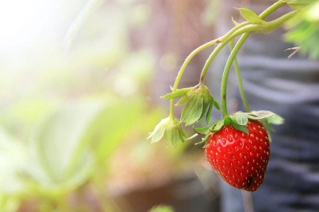 Fresas frescas al sol de la mañana