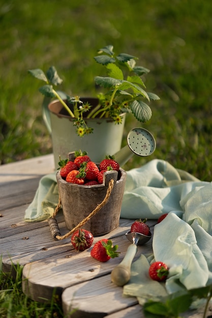 Fresas frescas en cesta hermosa de la vendimia. Herramientas de jardineria vintage