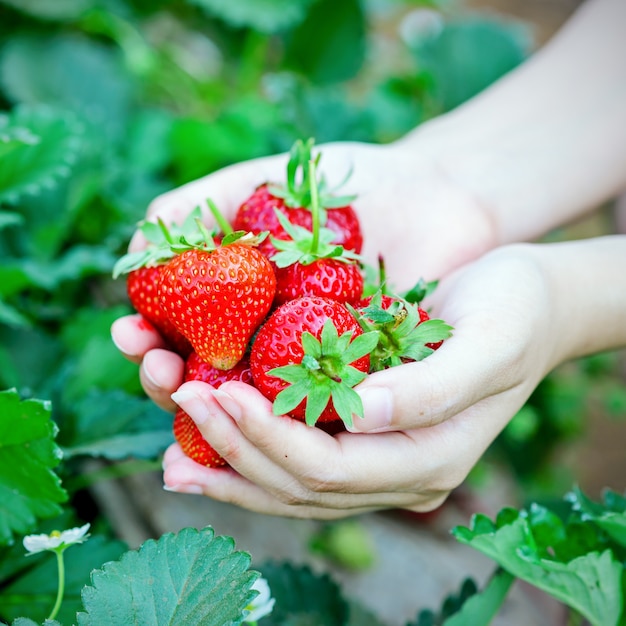 Fresas frescas escogidas de una granja de fresas