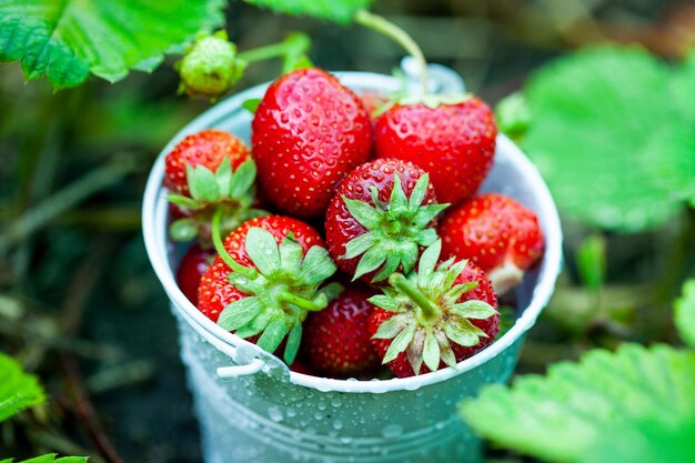 Fresas frescas en el jardín Alimentos orgánicos Bayas saludables en un tazón