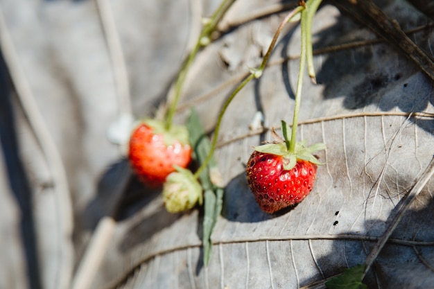 Fresas frescas en el jardín