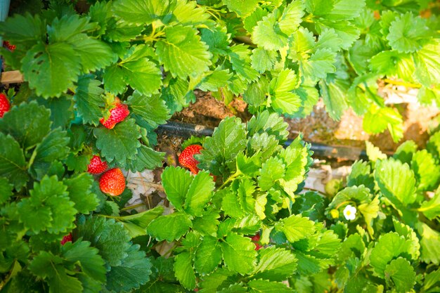 Fresas frescas en el jardín.