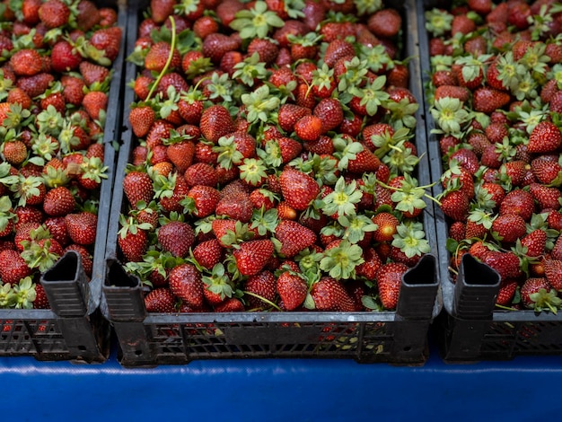 Fresas frescas en el mercado local.