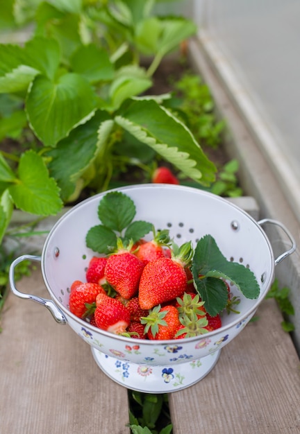 Fresas frescas que crecen en el suelo en un invernadero