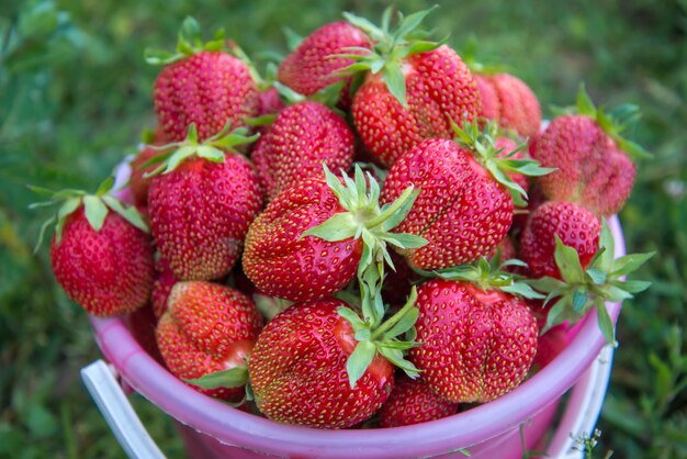 Fresas grandes en un cubo en el jardín