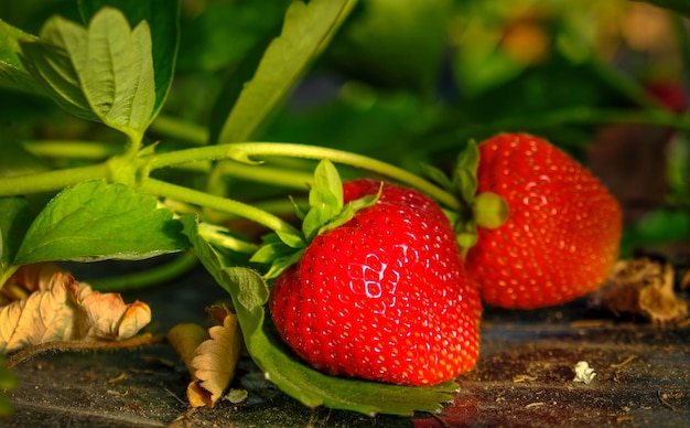 Fresas jugosas maduras en el jardín de verano