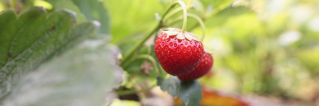 Fresas jugosas rojas maduras en primer plano de bush