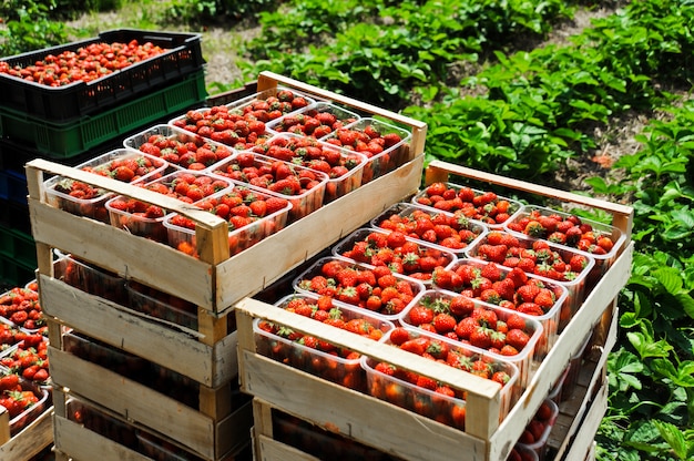 Foto fresas maduras en cajas de plástico