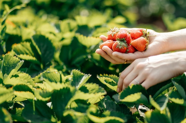 Fresas maduras de cosecha propia en manos de una niña que acababa de arrancarlas de una cama en el jardín