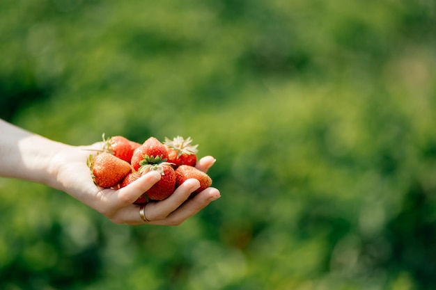 Fresas maduras de cosecha propia en manos de una niña que acababa de arrancarlas de una cama en el jardín