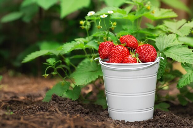 fresas maduras en un cubo pequeño