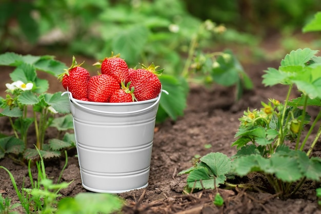 fresas maduras en un cubo pequeño