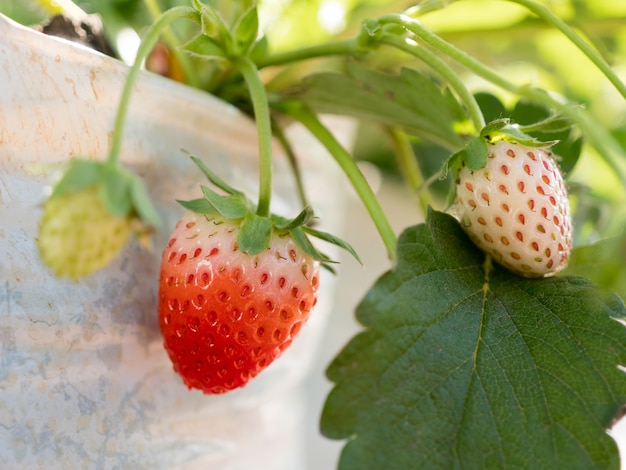 fresas maduras e inmaduras que crecen en la granja