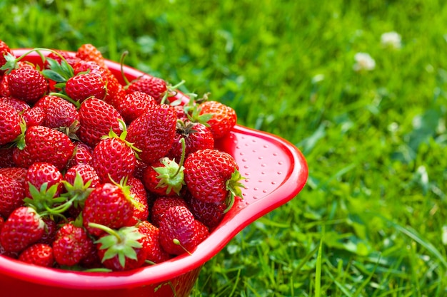 Fresas maduras frescas en un recipiente en la hierba