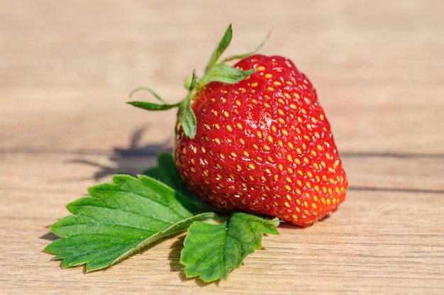 Fresas maduras grandes en una hoja verde