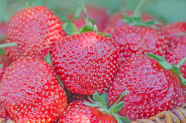 Fresas maduras con hojas Fondo de fresas frescas