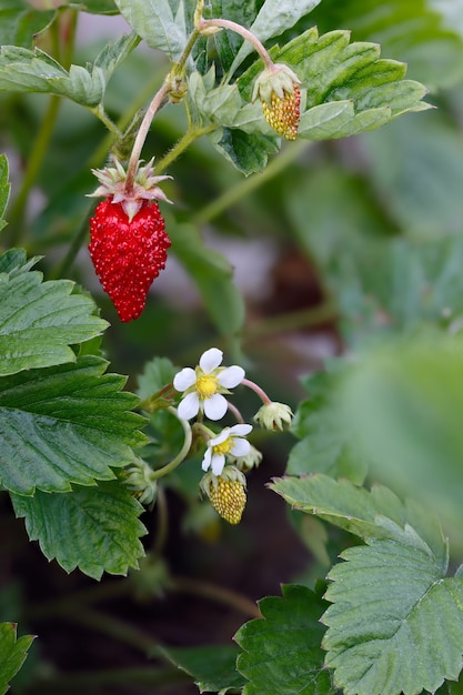 Fresas maduras en el jardín de verano.