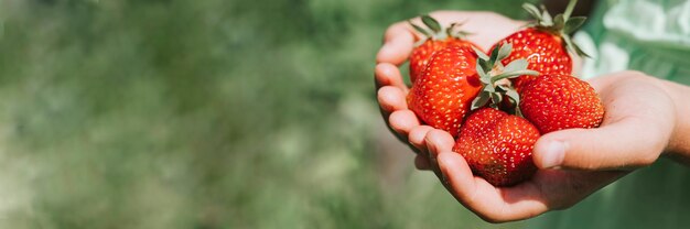 Fresas maduras en manos de la niña de un niño en la granja de fresas orgánicas, gente recogiendo fresas en la temporada de verano, cosecha de bayas.