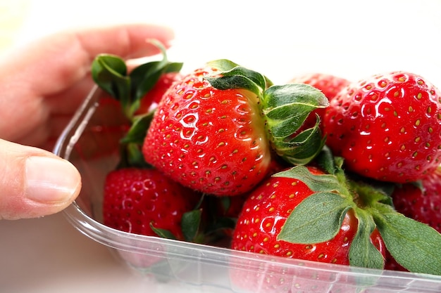 Fresas maduras en un paquete de plástico sobre un fondo blanco Deliciosas bayas frescas en un recipiente para la venta a los clientes Mantener los alimentos frescos Alimentos saludables Mano de mujer sosteniendo fresas