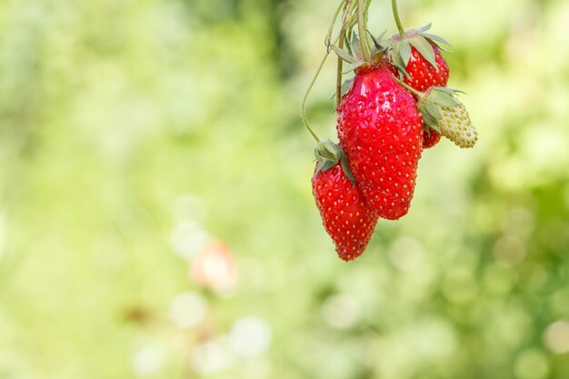 Fresas maduras rojas frescas en la parte superior de la imagen y fondo natural verde borroso