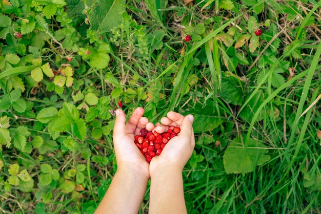 Fresas en manos de niños contra el fondo de hierbas