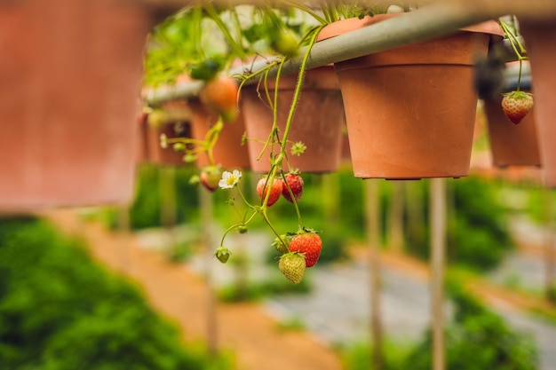 Fresas orgánicas frescas que crecen en la granja