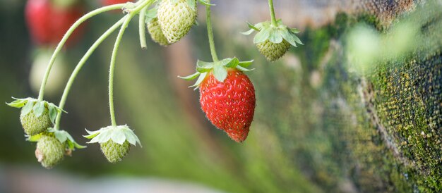 fresas orgánicas en el jardín