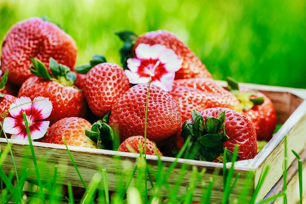 Fresas orgánicas maduras en una caja en la hierba verde.