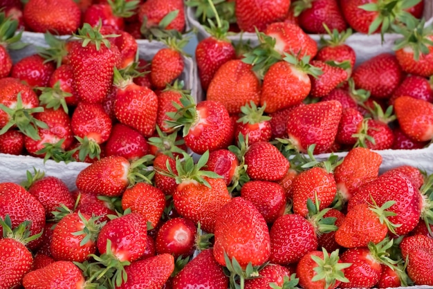 Fresas orgánicas naturales en cajas en un mercado de agricultores