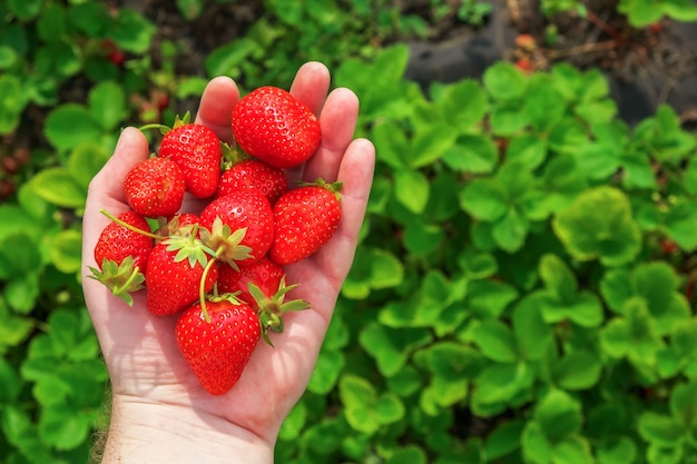 Fresas en la palma de una mano. Fruta dulce y saludable de verano. Concepto de granja