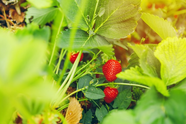 Fresas en la planta de fresa de cerca en la luz de la mañana