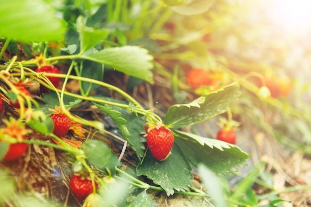 Fresas en planta de fresa en la luz de la mañana