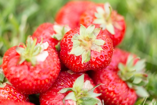 Fresas en un prado iluminado por el sol.