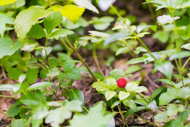 Fresas rojas en un arbusto