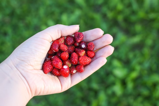 Fresas rojas dulces maduras del bosque en una mano de cerca