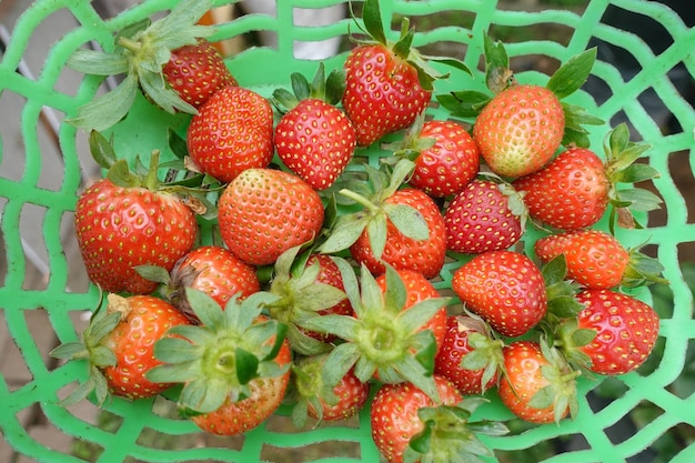 Foto fresas rojas con hojas todavía en una canasta verde