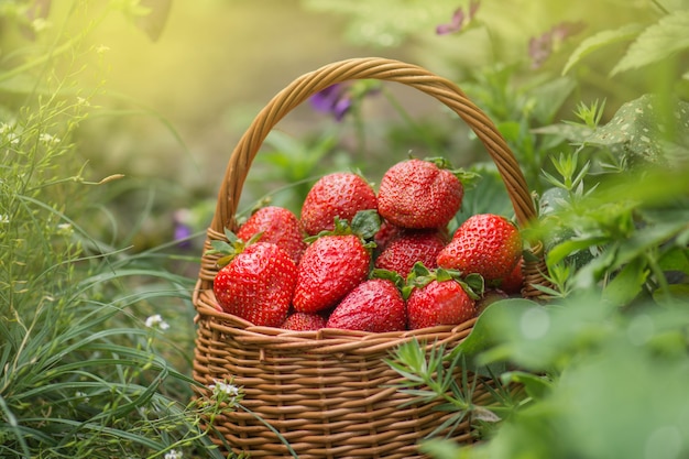 Fresas rojas jugosas deliciosas en una cesta. Fresas en una canasta