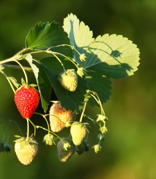 Fresas rojas maduras de cerca en una mesa de madera al aire libre