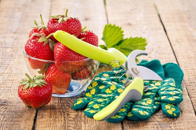 Fresas rojas maduras en recipiente de vidrio y podadora de jardín con guantes en viejas tablas de madera a la luz del día