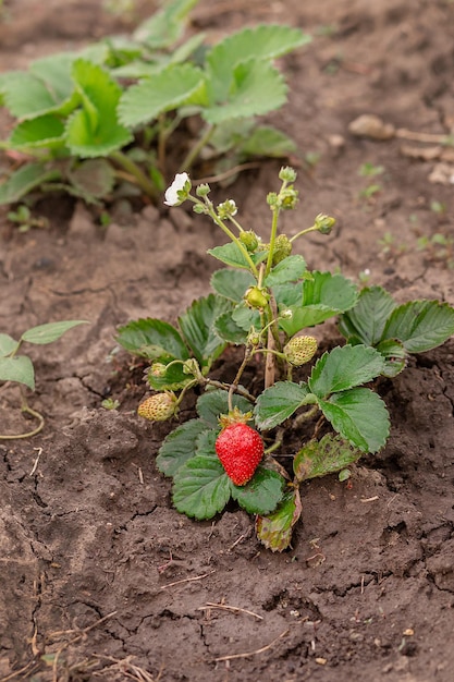 Fresas rojas maduras en un tallo delgado de un arbusto verde en el suelo Fruta creciente en el jardín