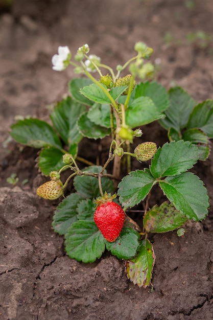 Fresas rojas maduras en un tallo delgado de un arbusto verde en el suelo Fruta creciente en el jardín